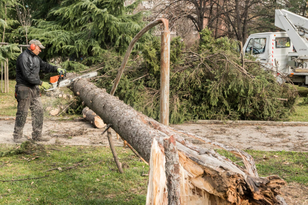 Tree Removal