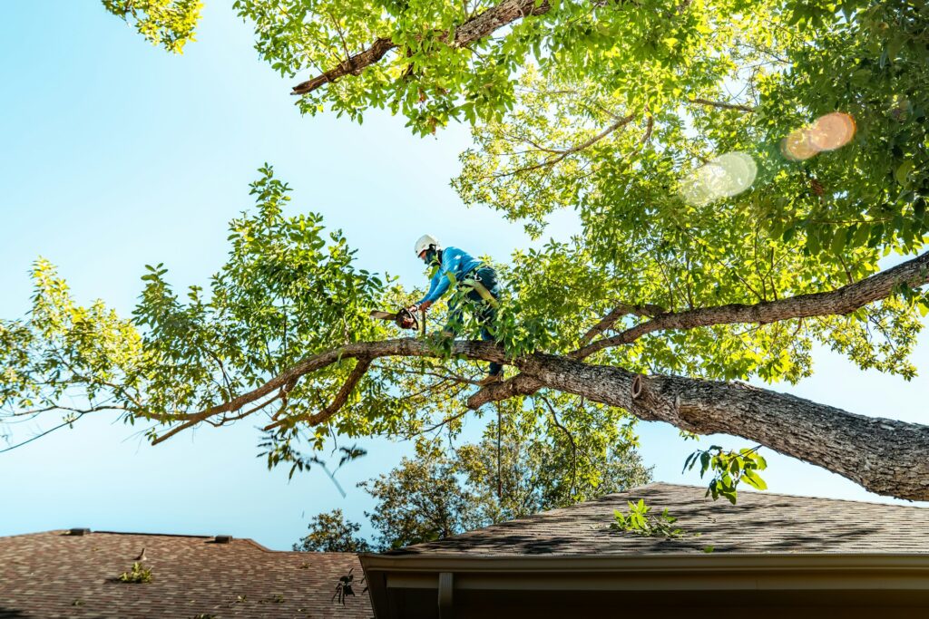 Tree Removal