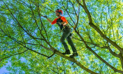 Arborist Climber Pruning in Canopy 3
