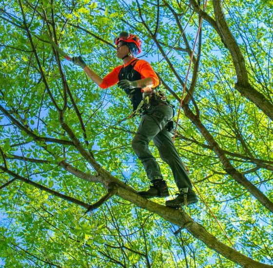 Arborist Climber Pruning in Canopy 3 Arborist Climber Pruning in Canopy 3