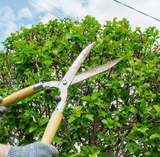 Tree_Pruning_and_Tree_Trimming