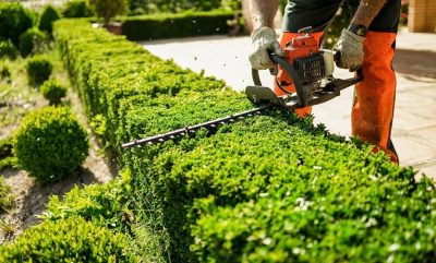 regular-hedge-trimming