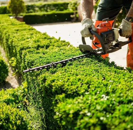 regular-hedge-trimming regular-hedge-trimming