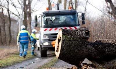 the emergency service removes a rotten tree that fell on a power line from the road