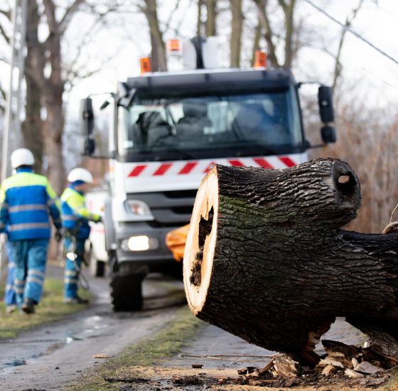 The,Emergency,Service,Removes,A,Rotten,Tree,That,Fell,On the emergency service removes a rotten tree that fell on a power line from the road