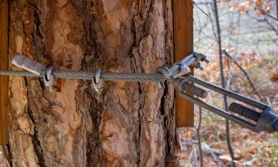 Rigid,Fastening,Of,A,Metal,Cable,Around,A,Tree,In rigid fastening of a metal cable around a tree in the forest