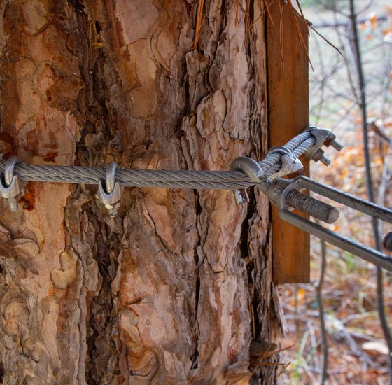 Rigid,Fastening,Of,A,Metal,Cable,Around,A,Tree,In rigid fastening of a metal cable around a tree in the forest