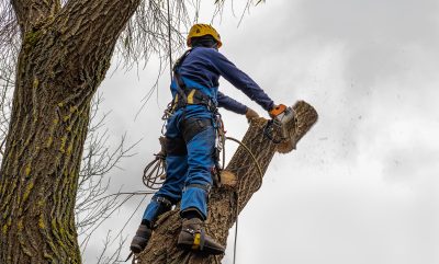 Professional,Standing,And,Cutting,,Arborist,Pruning,,Removing,A,Log,Safely. professional standing and cutting, arborist pruning, removing a log safely. tree surgeon working using old chainsaw falling, standing multiple ropes, equipment. autumn cloudy sky