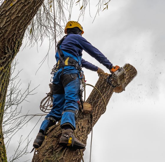 Professional,Standing,And,Cutting,,Arborist,Pruning,,Removing,A,Log,Safely. professional standing and cutting, arborist pruning, removing a log safely. tree surgeon working using old chainsaw falling, standing multiple ropes, equipment. autumn cloudy sky