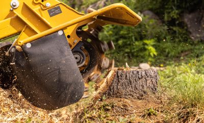 Stump grinder machine is grinding a tree stump in a garden, creating wood chips. Selective focus